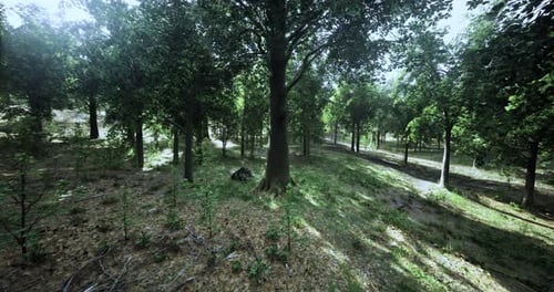 Lush Green Forest Landscape with Sunlight Filtering Through Trees