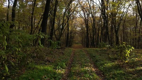 Sunny Day in a Forest in Autumn 20
