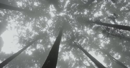Looking up at shadowy, misty dramatic dense Taiwan mountain woodland forest tree canopy.