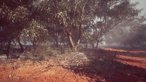 Dirt Field With Trees in Background