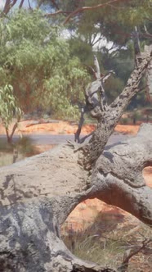 Trees and Stones in Australian Desert