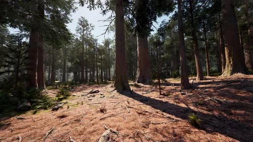 Sunlight Streaming Through a Dense Pine Forest