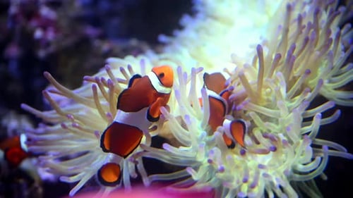 Un poisson némo joue à cache-cache parmi les tentacules mobiles d'un poisson-clown anémone de mer ou