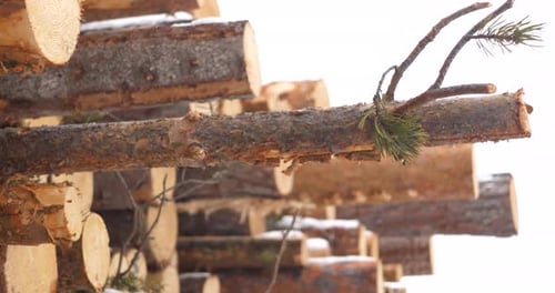 Piles of wood logs / lumbers / timbers together on a snowy forest outdoor. Close up shot of a small