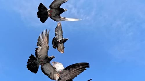 Taubenschwarm fliegt über den klaren blauen Himmel