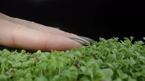 The camera glides over green sprouted Chia seeds, and a woman's hand touches them. Dolly slider extr