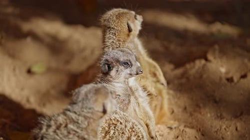 Erdmännchen draußen im Tierpark und sonnt sich