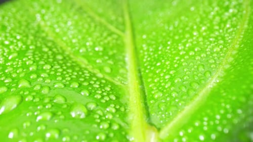 A macro video captures the sparkling water drops on wet green leaves.