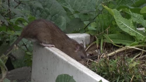 A Brown Rat, Rattus norvegicus, an introduced species, in an urban garden. UK