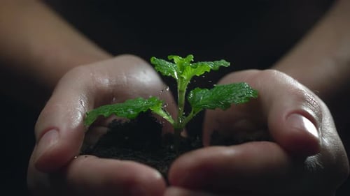 Woman Hands Holding Green Seedling Water Drops Falling on a Sprout Leaves Over Soil in Slow Motion