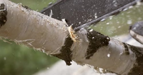 Chainsaw Cutting Birch Tree Branch Outdoors