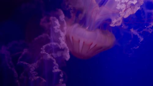 Beautiful Jellyfish Floating Slowly in Dark Ocean Water