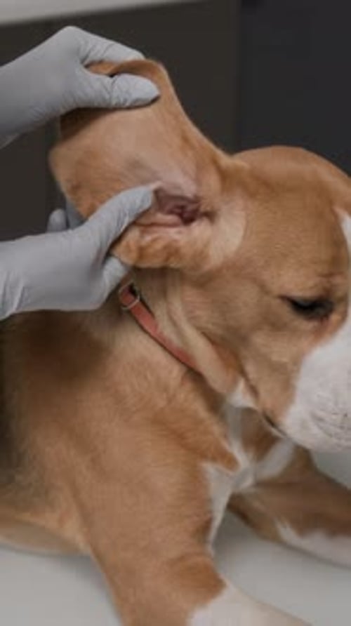 Close-Up of Veterinarian Examining Beagles Ear during Health Check