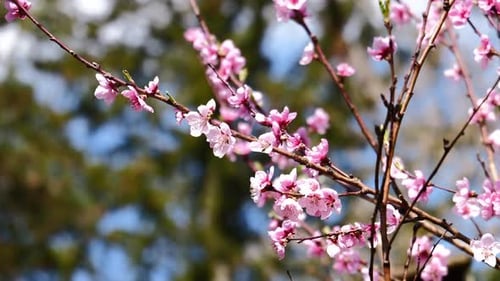Pink Blossoms on Tree Branch in Springtime