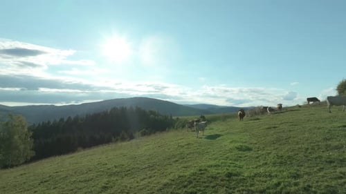 An aerial backlit view showcases cows leisurely grazing across clean agriculture hillside meadow. Ci