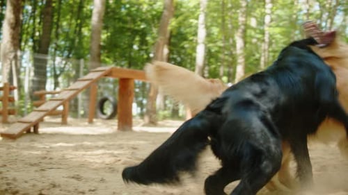 Golden Retriever Playing with Black Labrador in Playground