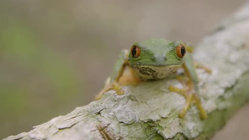 Detailed view of a smooth-skinned green frog perched on a branch.