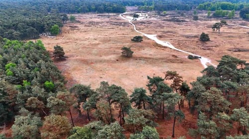 Dry grass and winding path in woods.