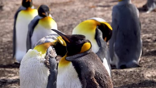 There are a few emperor penguins sleeping on the beach. One of them was grooming its feathers.
