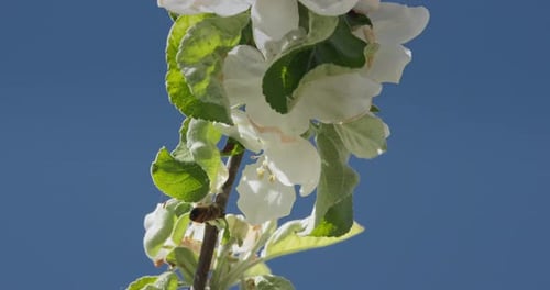 Bee on Blooming Flowers Against Blue Sky