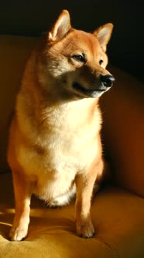 Shiba Inu Dog Sitting Indoors in Golden Light