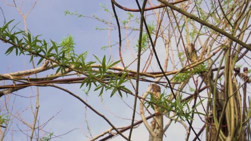 4K close up of a willow branch shaking in the wind with a blue sky in the background.
