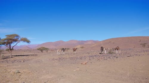 Dromedarys in westsahara, mauritania and morocco
