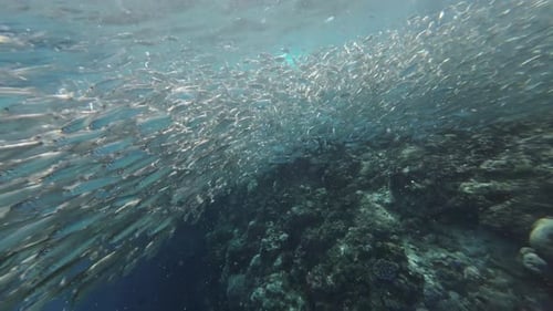 Underwater View of Shoal Sardine Fish in Sea
