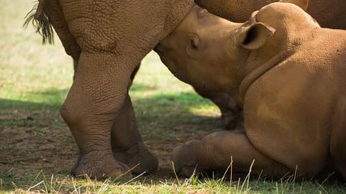 Nashorn im Freien
