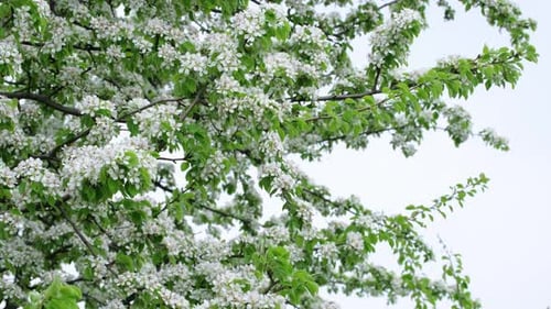 Zweige eines schönen blühenden Baumes mit weißen Blüten im frühen Frühling