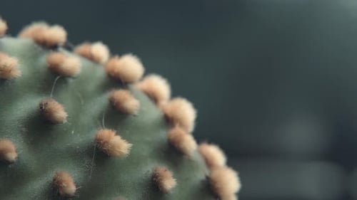 A smooth slow detailed pan left shot, close up on a green edge of a cactus plant with yellow tiny sh