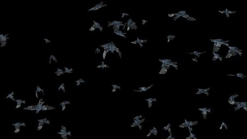 Swarm of Dark Birds Flying Seamlessly on Black Background