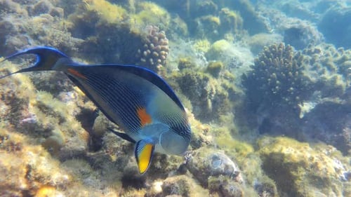 Underwater Tropical Fish and Coral Reef in Red Sea