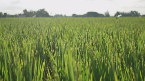 rice plants in the morning