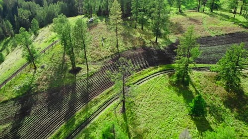 Green Meadows and Cultivated Fields Near a Forest Media