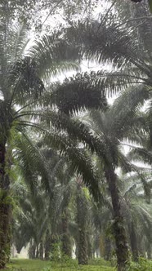 Fuertes lluvias monzónicas en la jungla