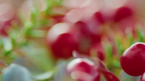 Une branche d'airelles et des baies en gros plan avec Bokeh Russia Teriberka