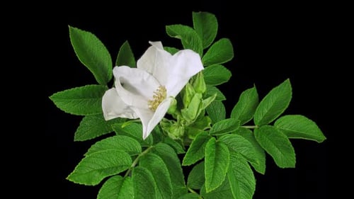 Time lapse of opening and closing white wild rose with ALPHA channel