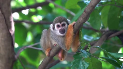 Cute little squirrel monkey hugging the tree branch, chilling and relaxing under the canopy and maki