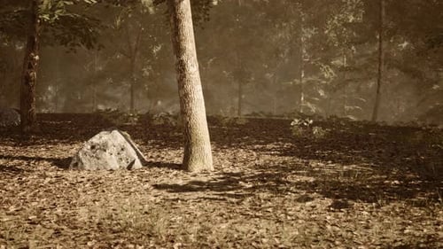 A Tranquil Forest Landscape with Sunlight Filtering Through the Trees