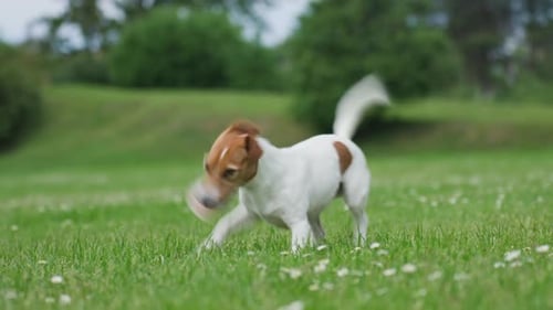 Portrait of Jack Russell Terrier Dog on Vibrant Green Grass Background