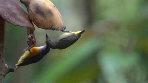 Oiseau à ventre orange à ventre orange à l'envers mangeant des fruits. Comportement de la faune
