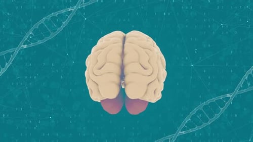 Human Brain Rotating with DNA and Digital Background