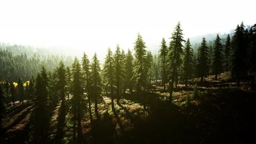 Sunset in the Mountains with Forest and Shining Sun