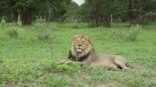 Wide shot of a majestic male lion lying and looking into the distance before turning his head.