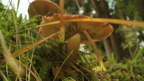 Inedible Mushrooms in the Woods