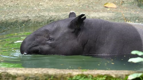 Cute Malayan tapir (tapirus indicus) bathe in the pool, cooling off from the heat, feeding on leaves