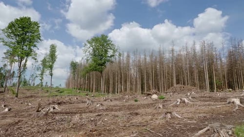 Épicéas morts à la suite d'une infestation de scolytes. Les conséquences du réchauffement climatique.