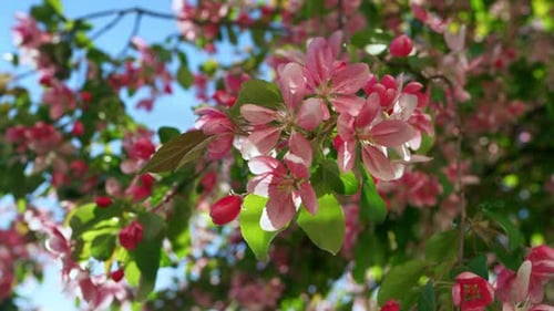 Charmant sakura fleurissant sur fond de ciel bleu dans un jardin de printemps par une journée ensoleillée