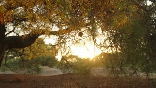 The setting sun through the pines. A deserted area. Summer, the rays of the sun through the trees. S